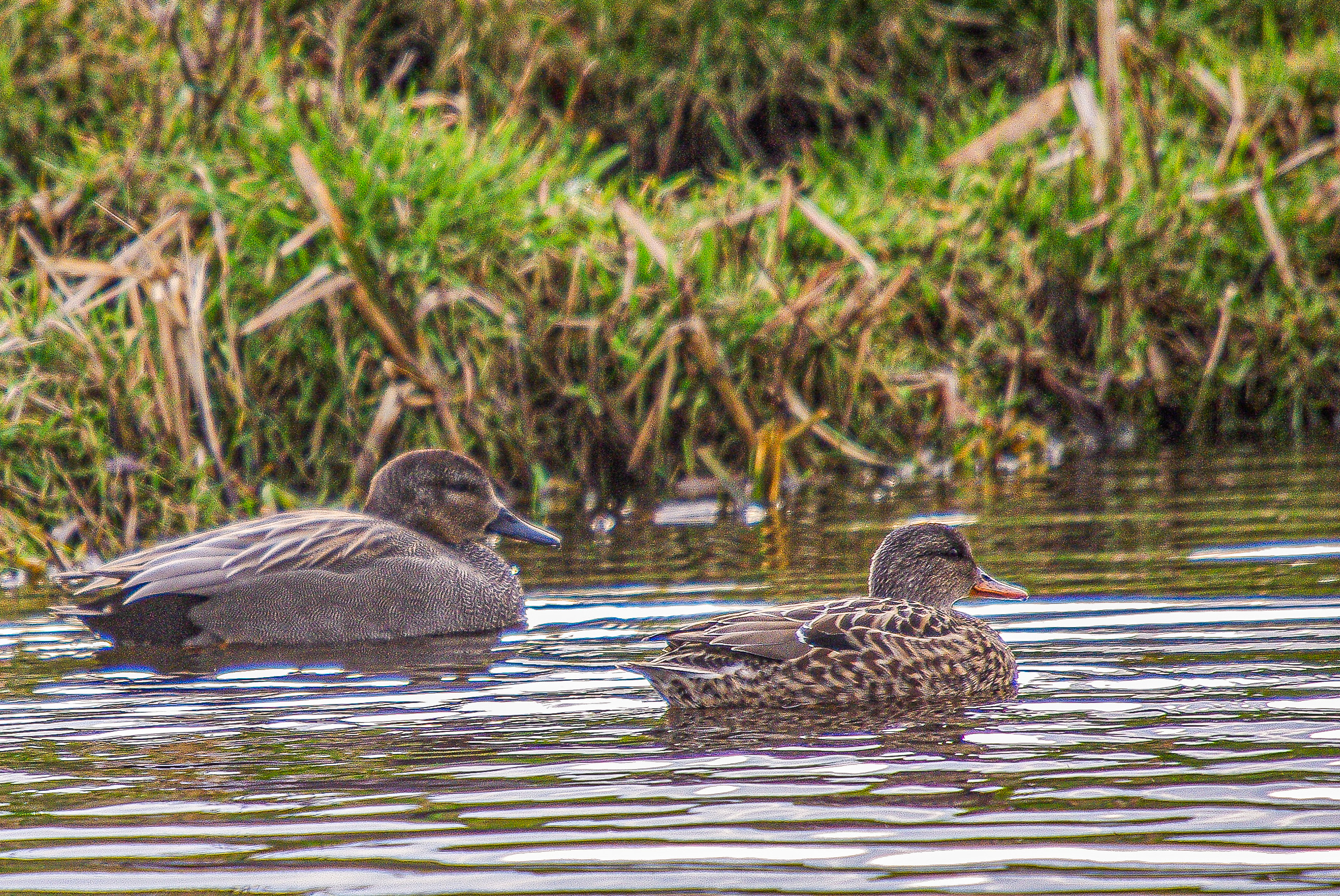 Canards Chipeau (Gadwall, Marica strepera), couple nuptial, Ile de Texel, Pays-bas.